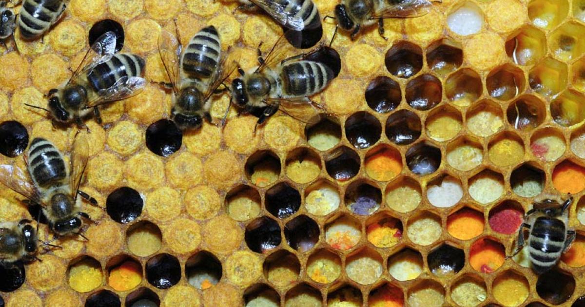 Apis mellifera or honeybees working on the comb