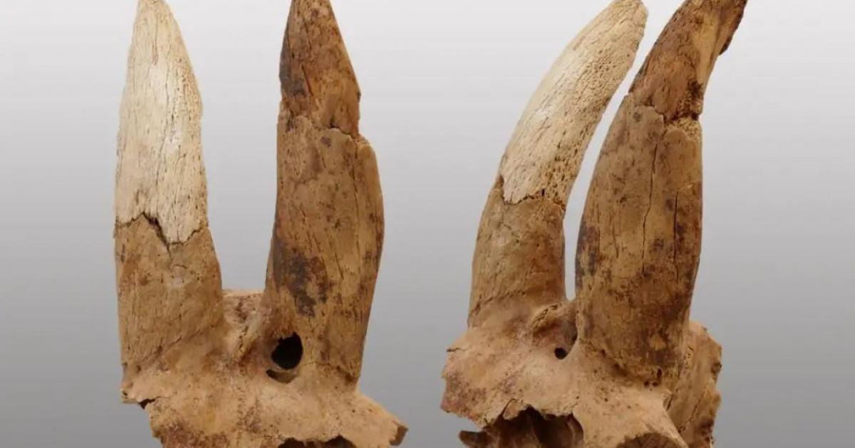 modified horns Egypt