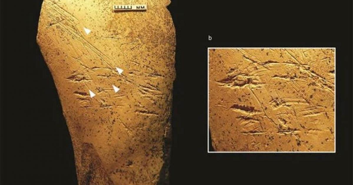 Archaeologists excavating in at the famous Boxgrove site in England have identified horse bone tools, the earliest bone tools ever discovered in the history of European archaeology. There are scraping marks due to the way the tool was 