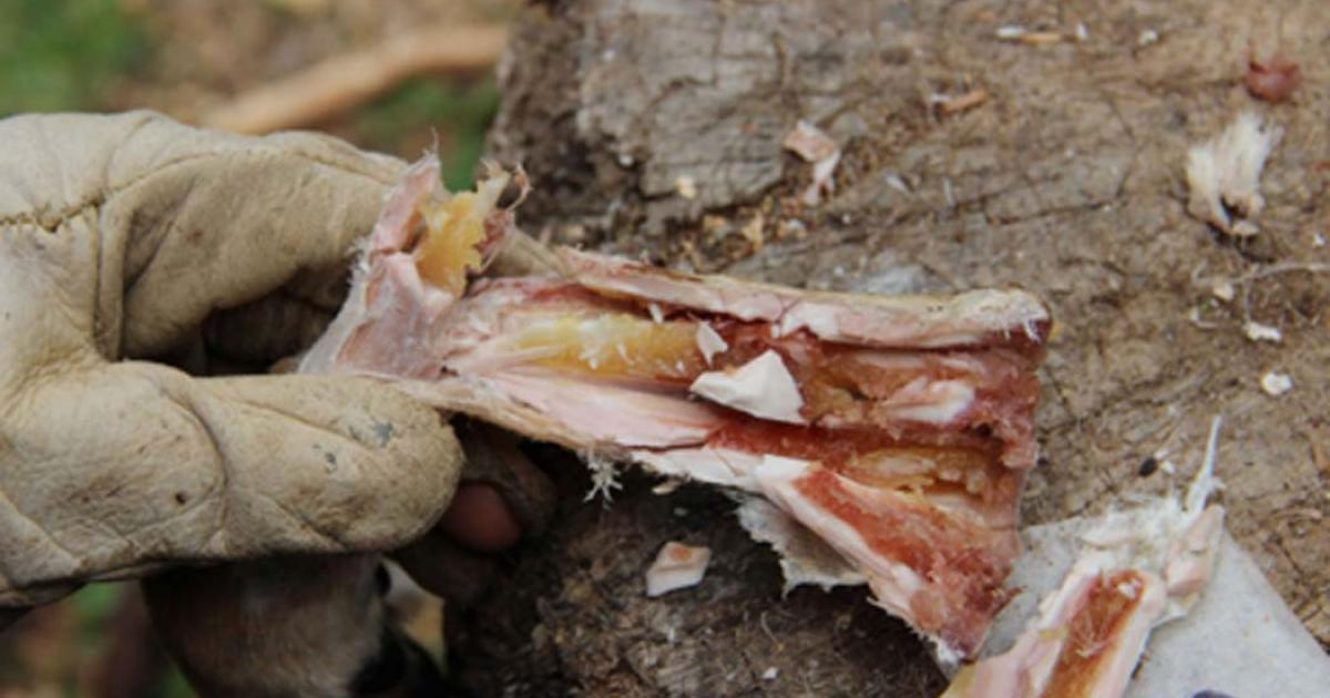 Early Human diet: Marrow inside a metapodial bone after six weeks of storage. Source Dr. Ruth Blasco/AFTAU