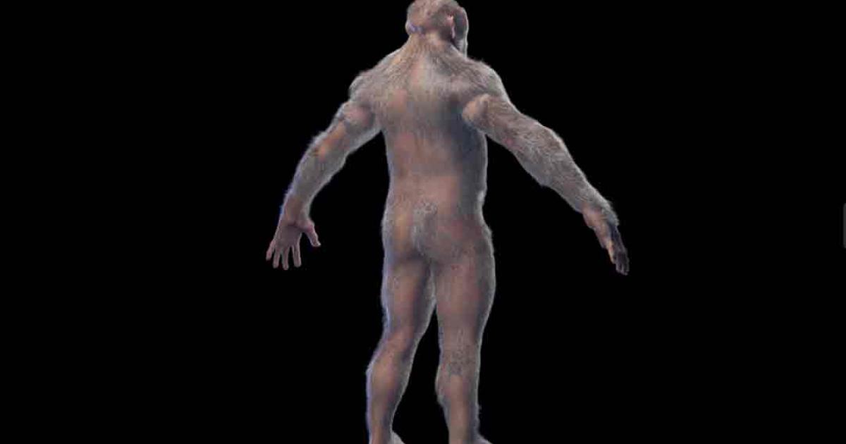 3d illustration of Australopithecus afarensis male.  Source: Sebastian Kaulitzki/Adobe Stock