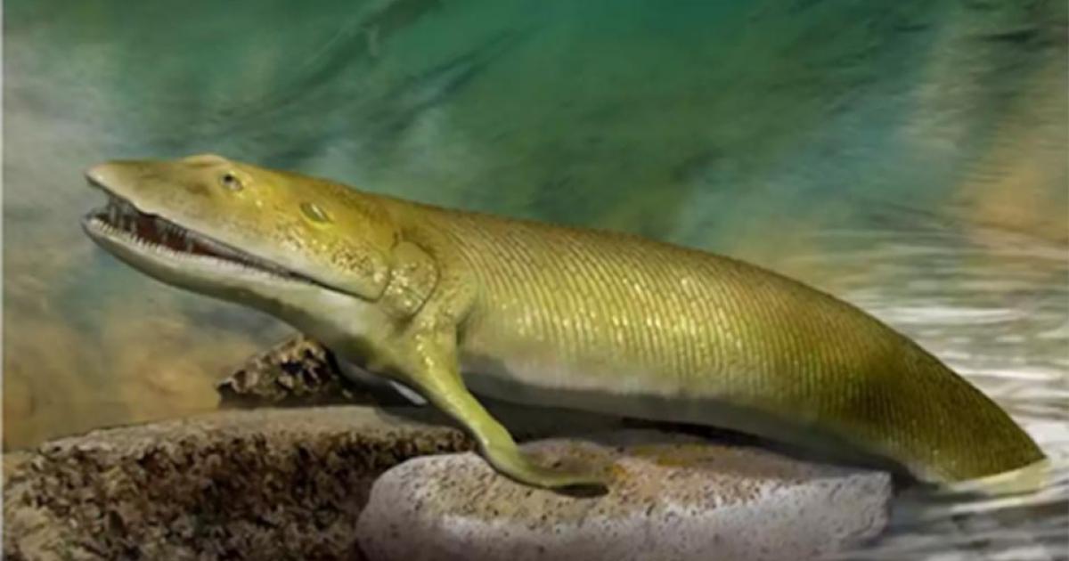 The fins of this fish played a role in the origins of the human hand. Source: Katrina Kenny, Author provided