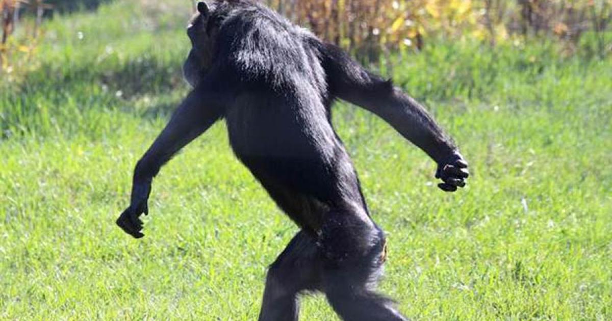 Chimpanzees walking on two legs has a pelvic swivel far larger than humans, increasing their stride.	Source: Chimpanzee Sanctuary Northwest