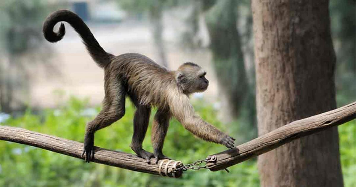 Why is it that hominoids have experienced tail loss, while other primates have not? Source: v_blinov / Adobe Stock