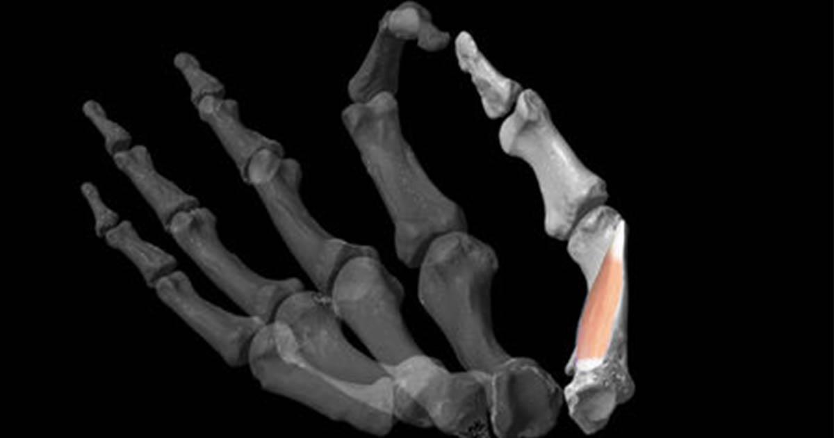 Researchers used 3D modeling software to reconstruct ancient hands and then added the critical human thumb muscle to the model.
