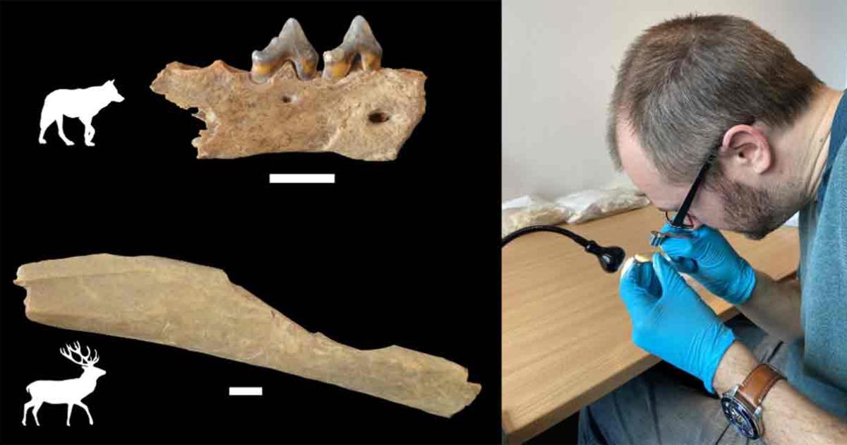 Analysis of over 1,000 animal bones from Ranis showed that early Homo sapiens processed the carcasses of deer but also of carnivores, including wolf. Source: Geoff M. Smith / CC-BY-ND 4.0 / Nature 