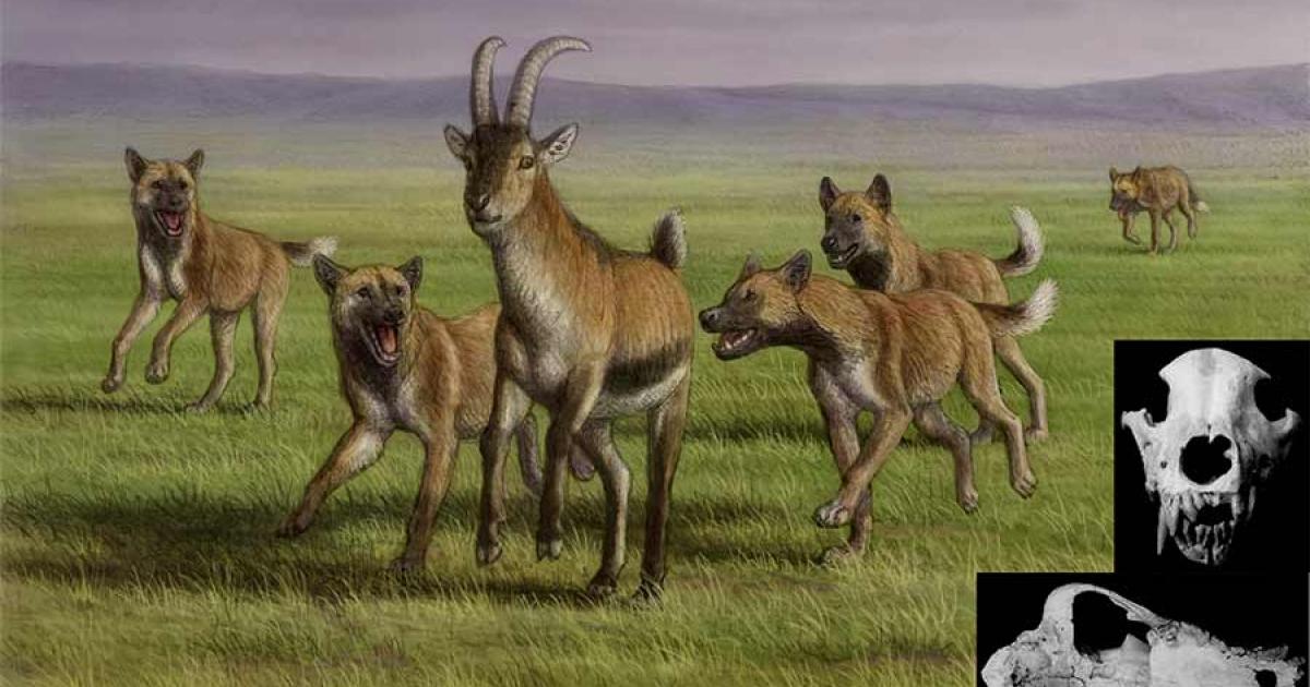 A pack of Eurasian hunting dogs, like the one discovered at Dmanisi, chasing prey, while a disabled member of the pack is running far behind; incapable of contributing to the hunt, its survival depends on the pack-mates. Source: Mauricio Antón / Nature