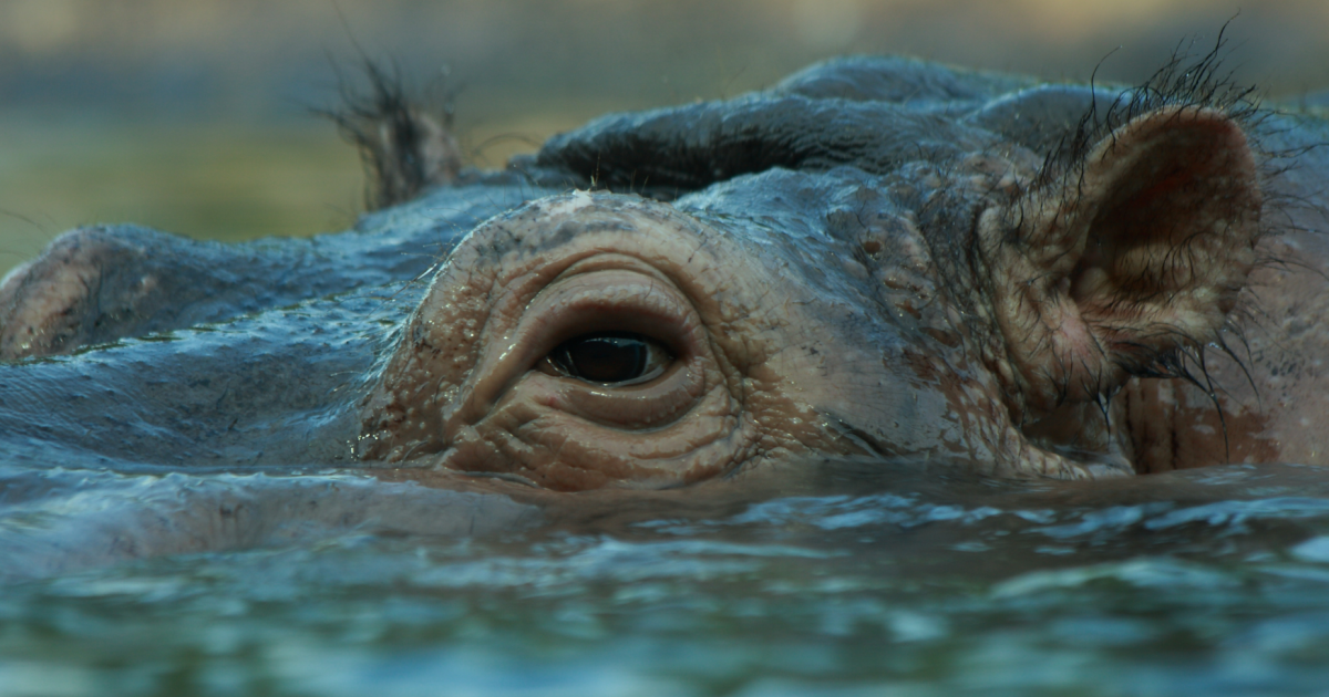A Hippopotamus. Source: Aintschie / Adobe Stock.