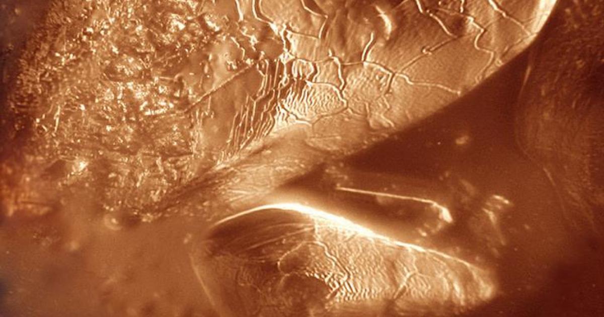 Invisible Life Forms Earth