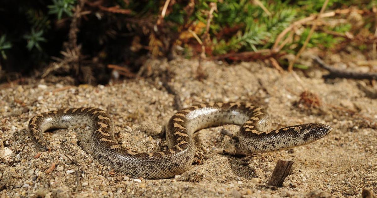 A photo of the javelin sand boa from the Peloponnese 