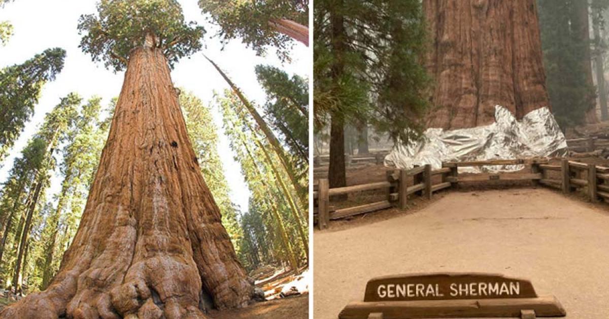 General Sherman, the world’s largest tree (Jim Bahn/CC BY 2.0), has been wrapped in a fireproof blanket. (Sequoia and Kings Canyon National Parks)
