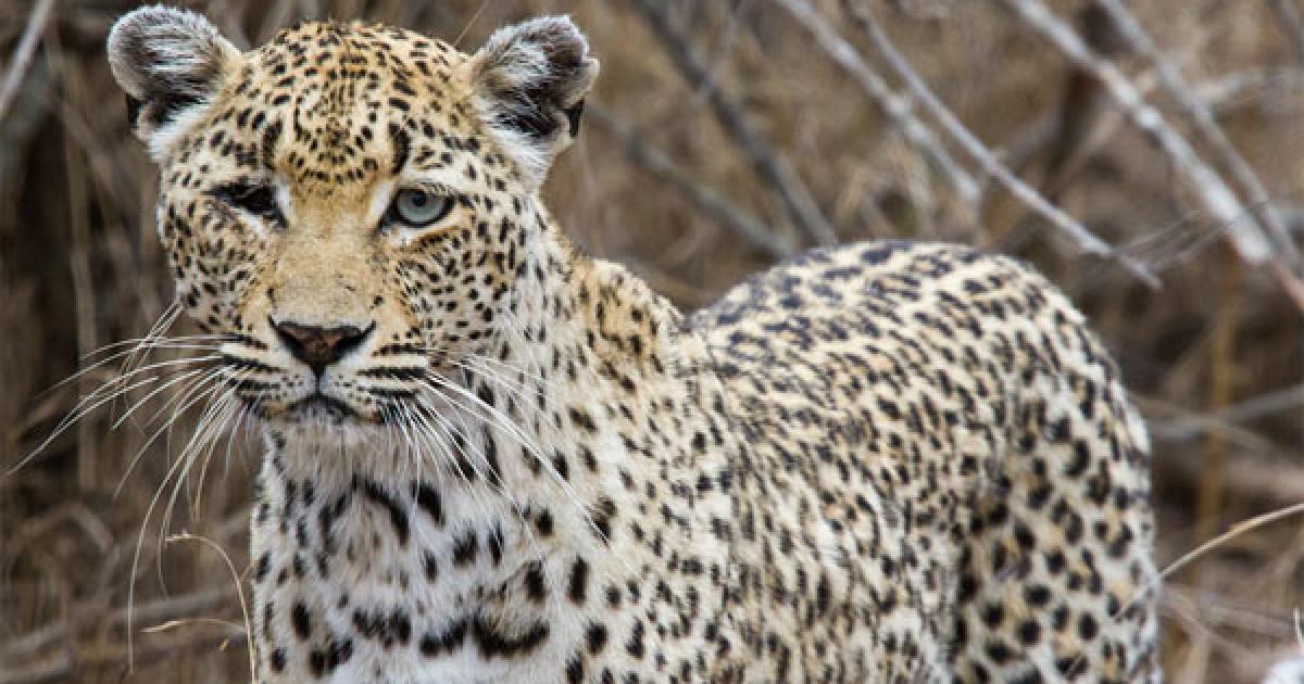 Leopard Trap Discovered in Israel