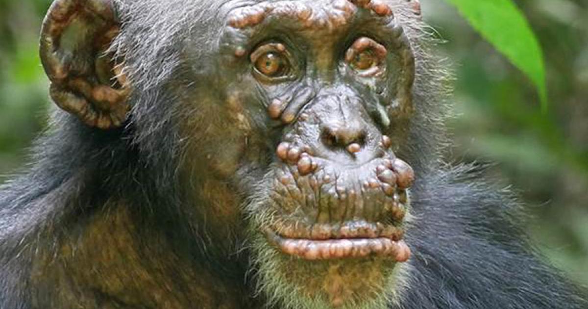 A chimpanzee named Woodstock with leprosy in Ivory Coast. Source: Tai Chimpanzee Project