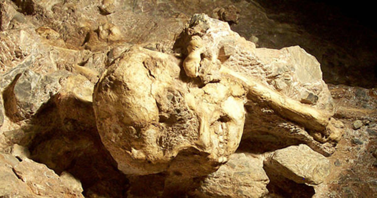 Detail of Little Foot's skull still in place in Sterkfontein Cave. 