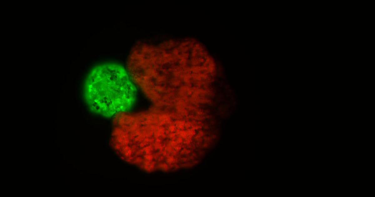 The living robots created by scientists in a lab using computer AI can swim around in liquids by beating small hairs on their surface.	Source: Tufts University