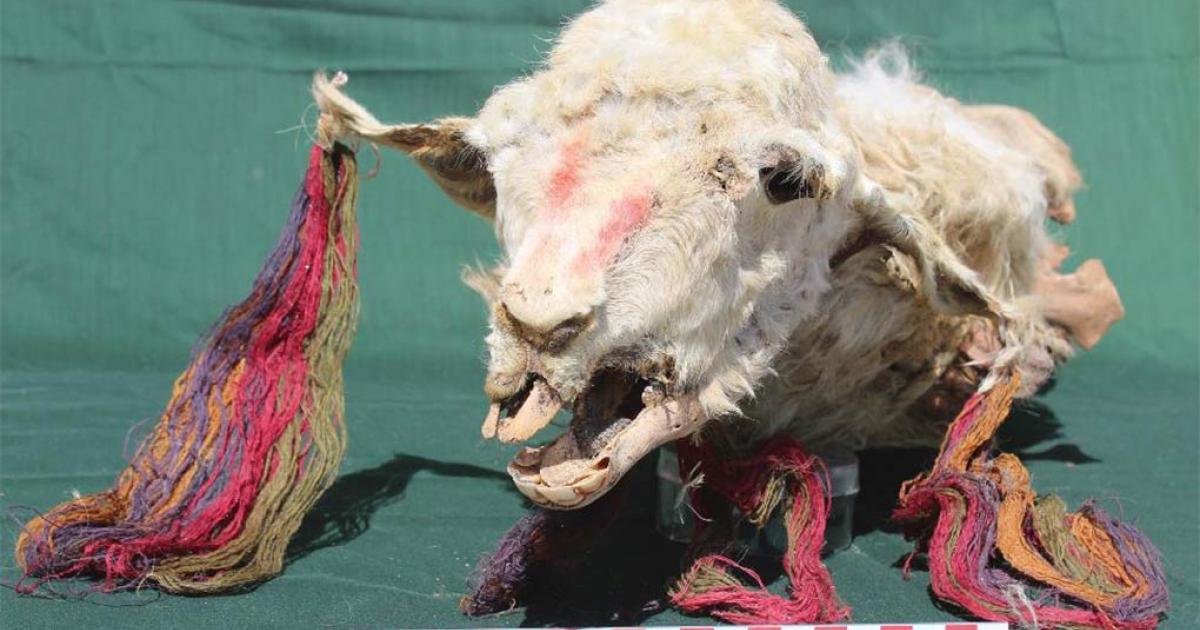 Head of one of the sacrificed llamas. Note the colorful tassels on its ears. Image: L.M. Valdez /Antiquity Publications Ltd
