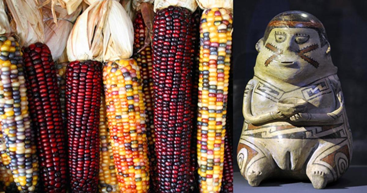 Examples of variegated maize ears and a figurine from the Casas Grandes culture c. 1200 - 1450. 