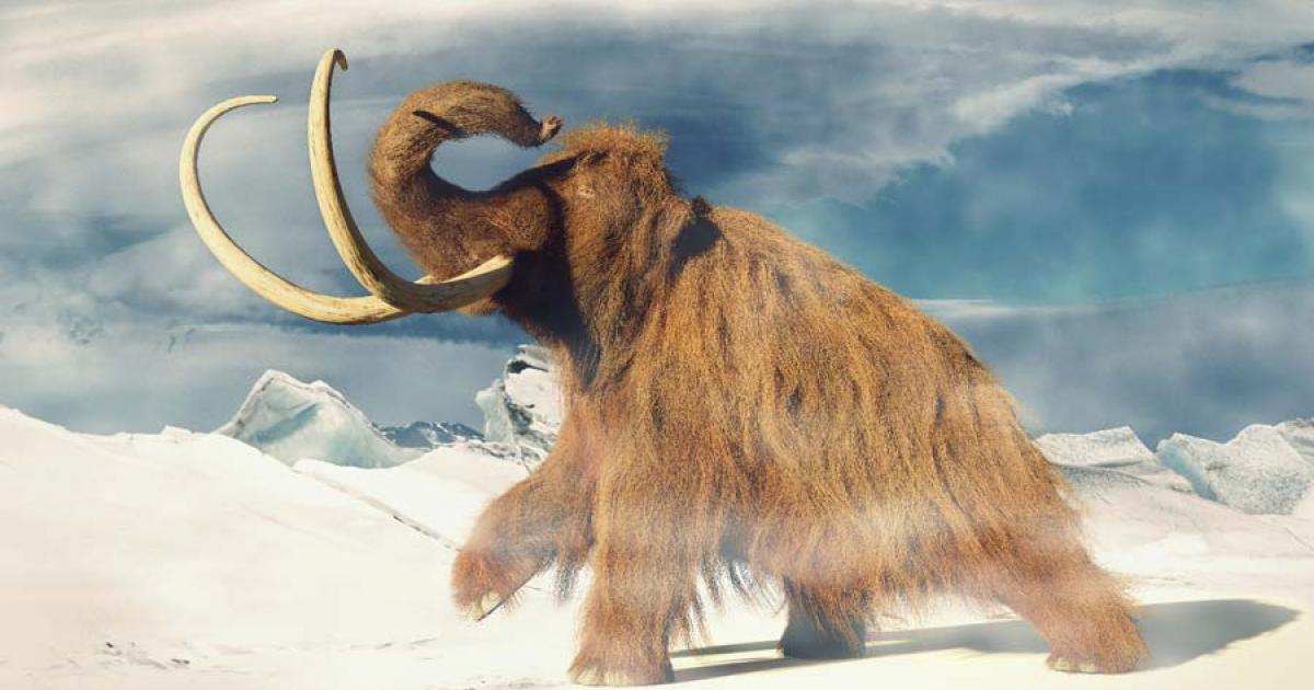 The idea of the woolly mammoth hybrid is based not on ancient DNA cloning but on reverse engineering living Asian elephant DNA and then growing the embryo in an artificial womb. No one knows for sure what the mammoth hybrid will look like, but many of the features of this ancient extinct species will be recreated no doubt. 		Source: dottedyeti / Adobe Stock