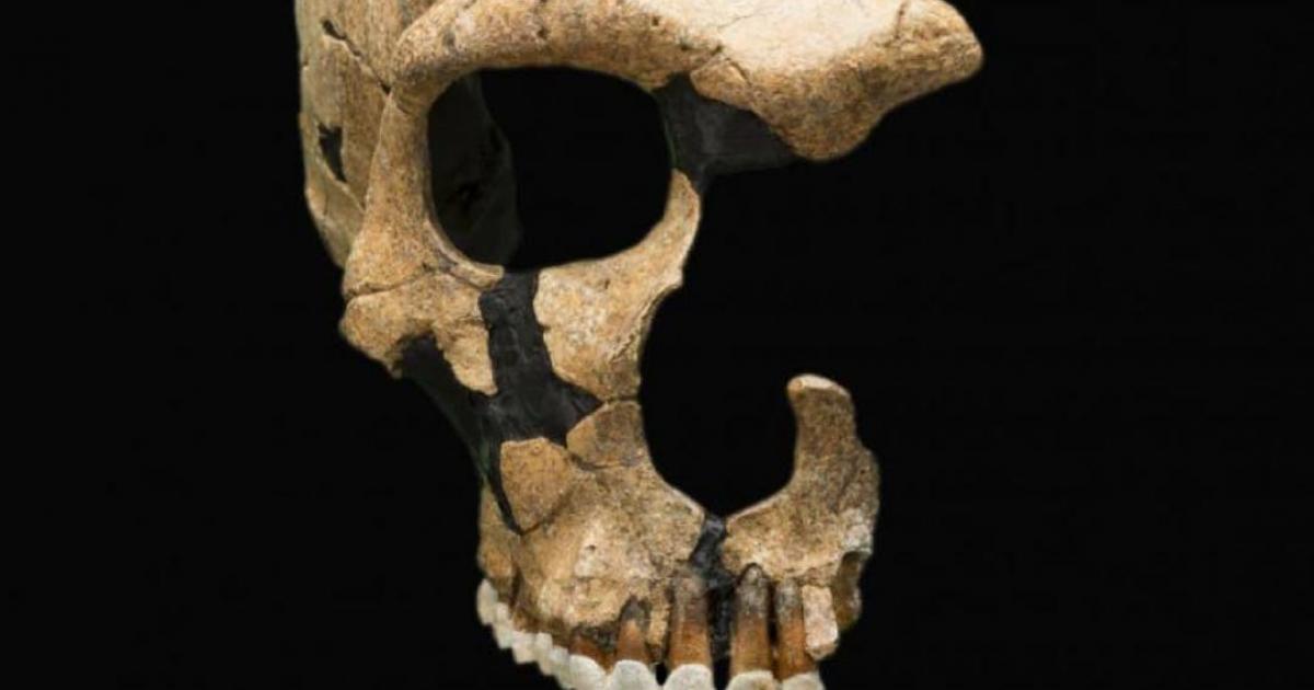 A Neanderthal skull shows head trauma, evidence of ancient violence. Smithsonian National Museum of Natural History