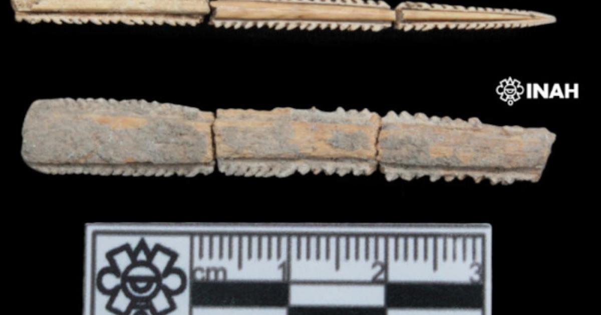 Ray spines excavated from graves Tabasco, Mexico.