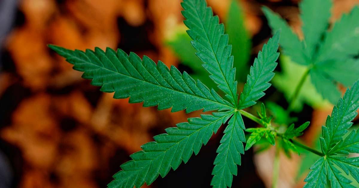 A leaf from the cannabis plant. Source: Kampanat/Adobe Stock