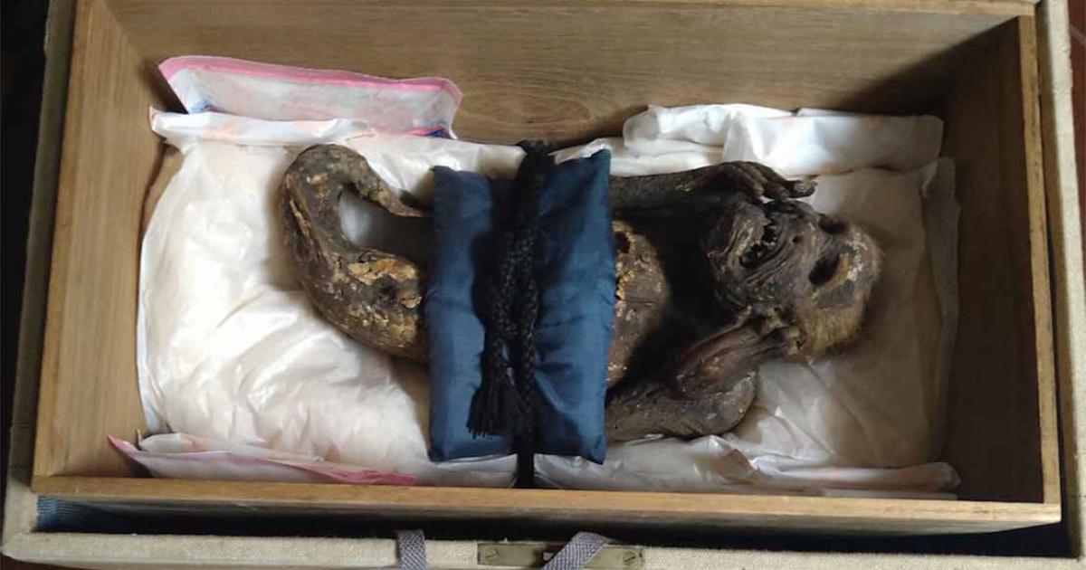 The Enjuin temple mermaid mummy which has now been exposed as a hoax. Source: Kurashiki University of Science and the Arts