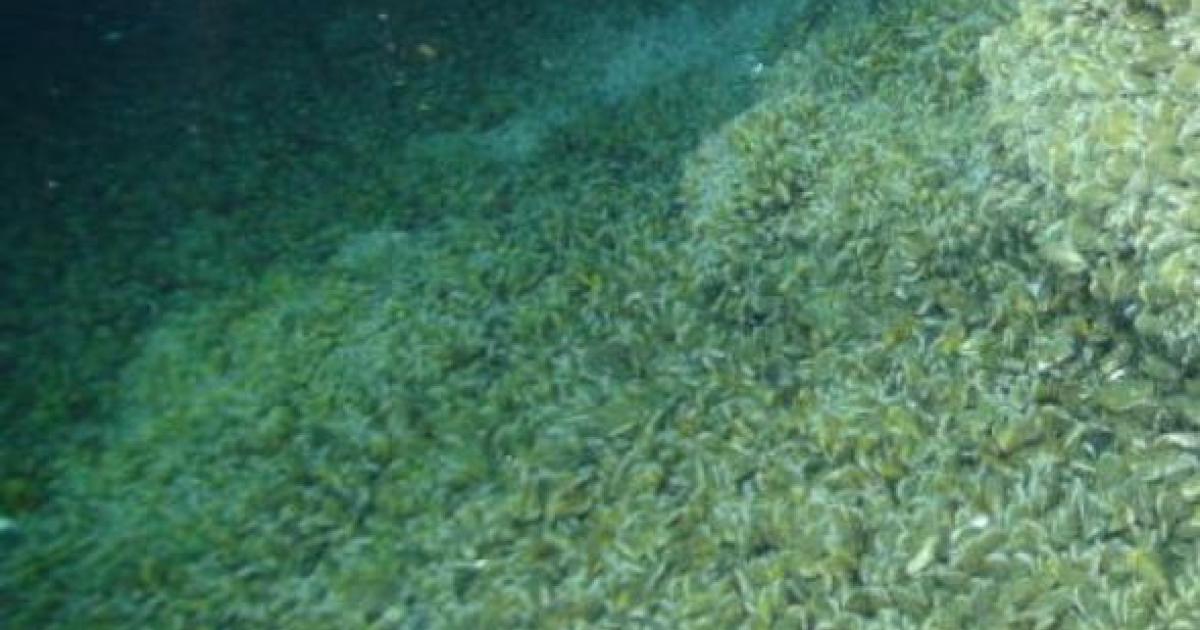 New Methane Ecosystem