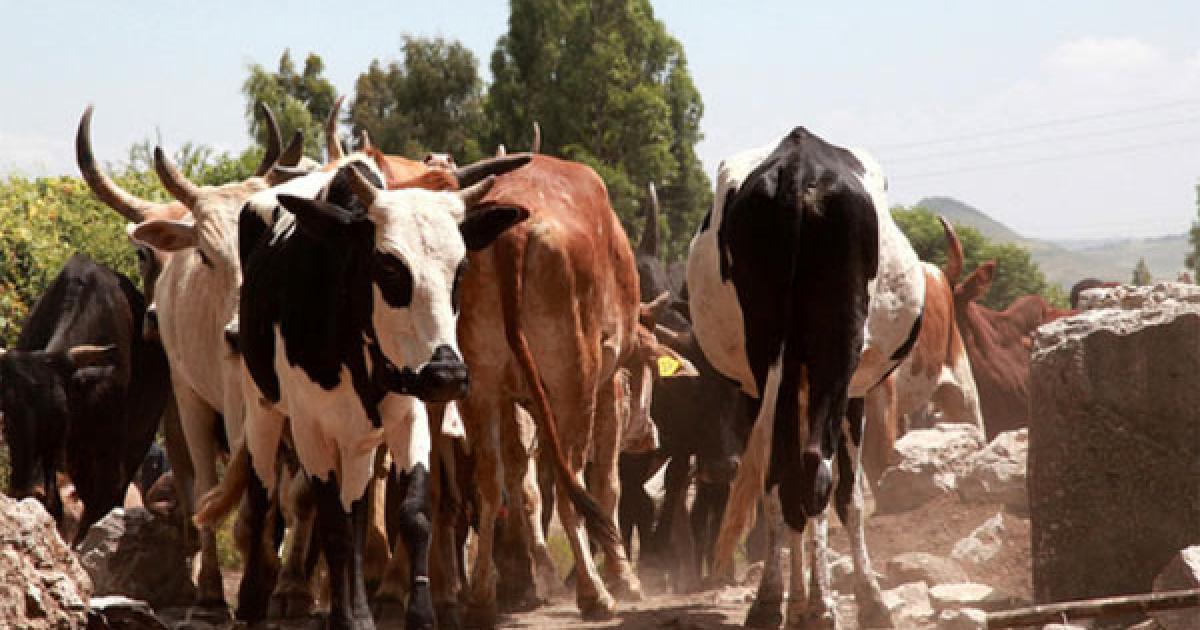 Digesting Milk in Ethiopia