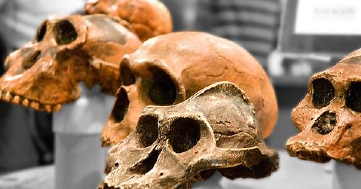 Million year human ancestors