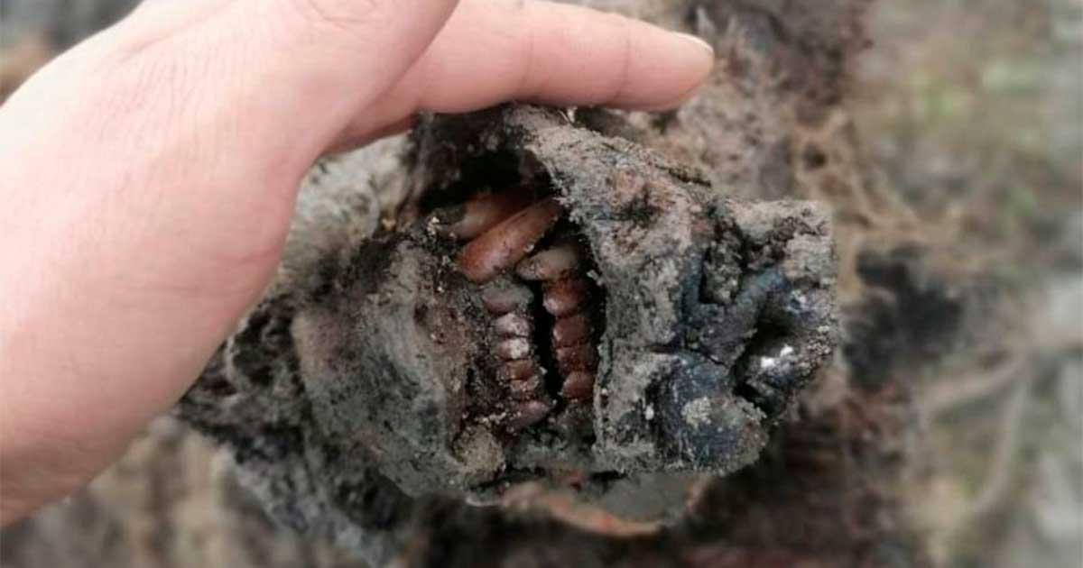 Preserved snout of an adult Ice Age bear found in Russia in 2020 (this is not the bear discovered on Bolshoi Lyakhovsky Island. Source: North-Eastern Federal University in Yakutsk (NEFU)