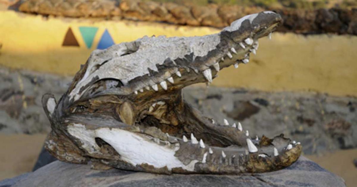 Research indicates Nile crocodiles were hunted specifically for crocodile mummification rituals.  Source: quasarphotos / Adobe Stock