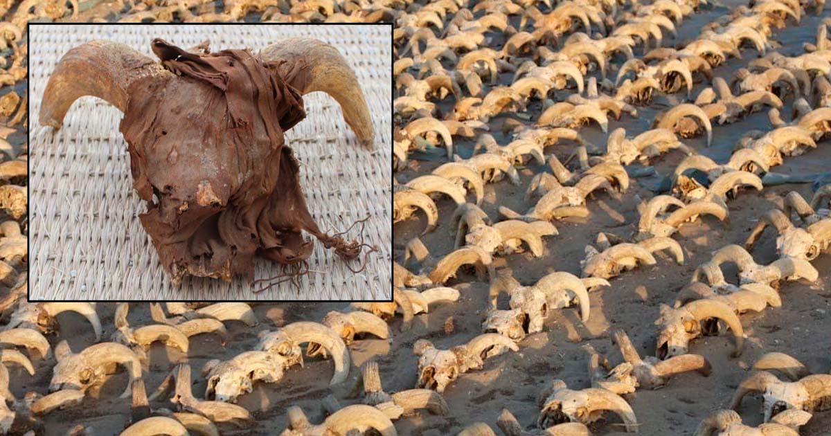 2000 Mummified Ram Heads found at the Temple of Ramesses II in Abydos. Credit: Ministry of Tourism and Antiquities. 