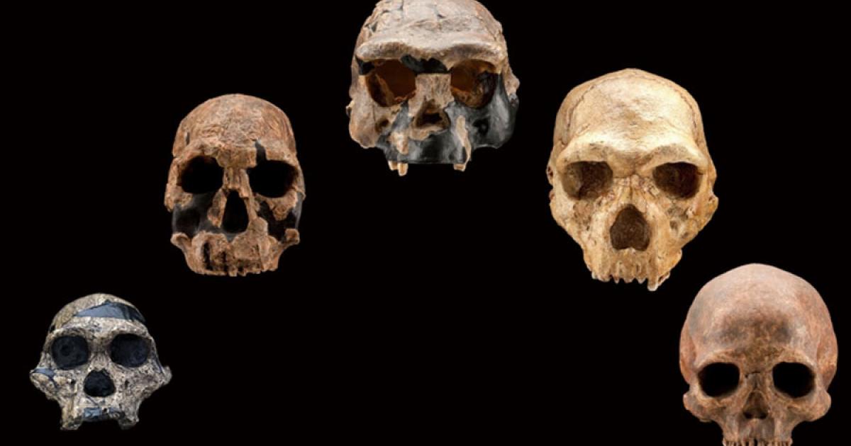 This arc of five hominid skulls has been used for over 100 years to prove that natural selection theory is totally random and accidental, but a new study shows this to be false for a malaria mutation.	Source: Smithsonian