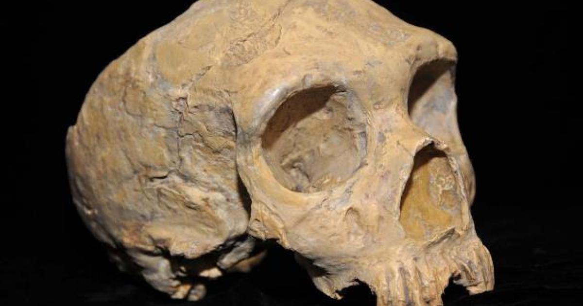 Prehistoric Indian Skull