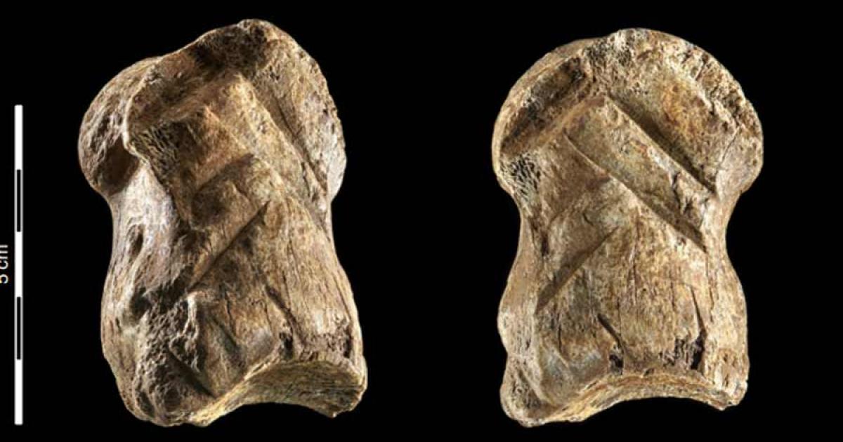 Engraved giant deer phalanx from a late Middle Palaeolithic context (layer 4.5) at Einhornhöhle, Lower Saxony, Germany.	