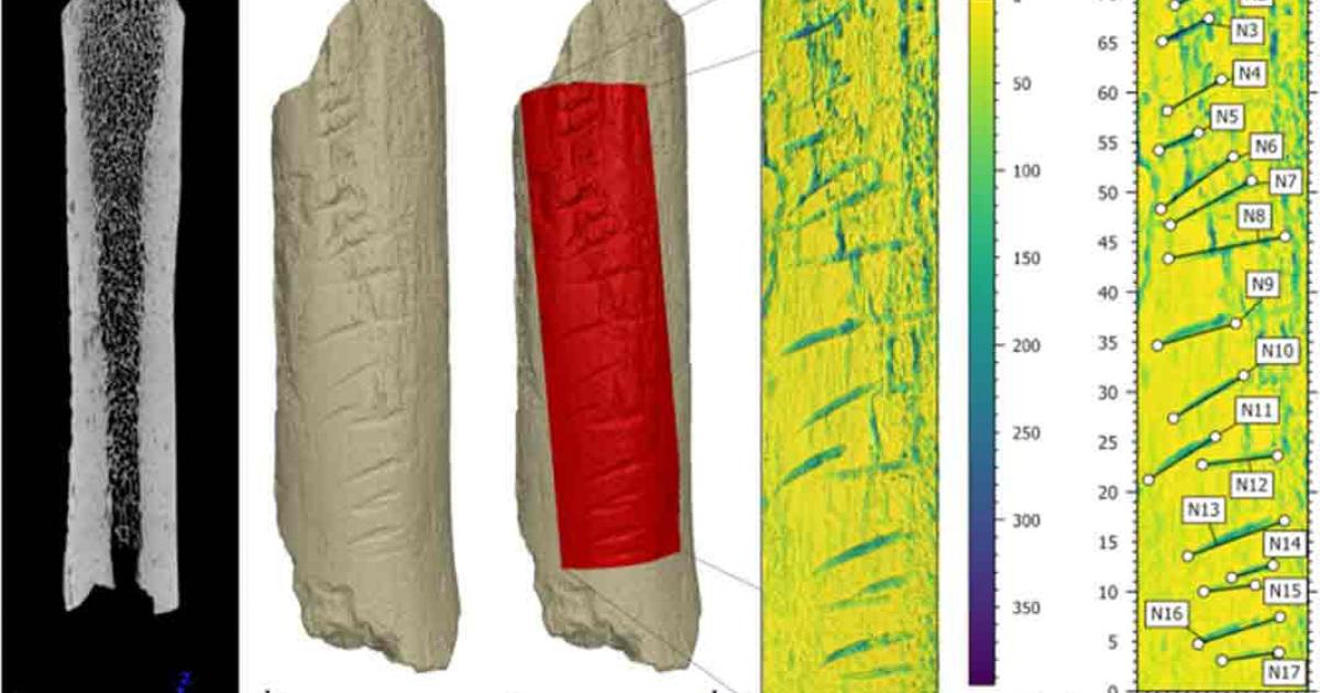 The Carved area of the Bone was completed deliberately by a Neanderthal, not as a byproduct of butchery or other practical applications. Source: Journal of Archaeological Science.