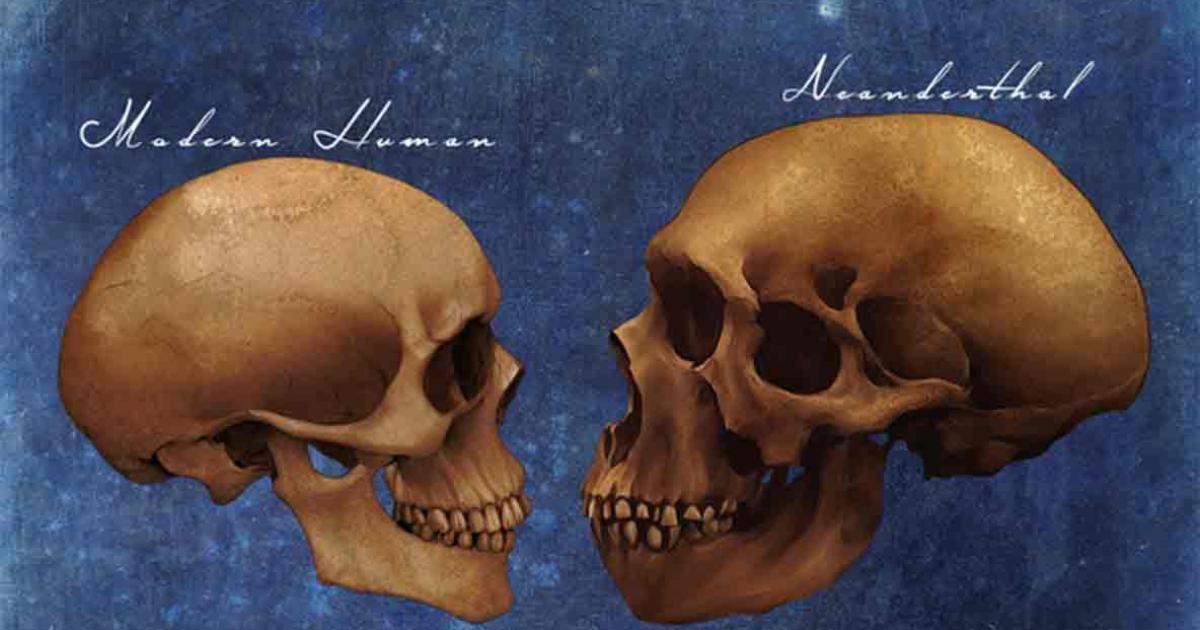 Neanderthals Archaic Extinct Human Skull Vs Modern Human Skull Comparison Art Study.	Source: Winters860/Adobe Stock
