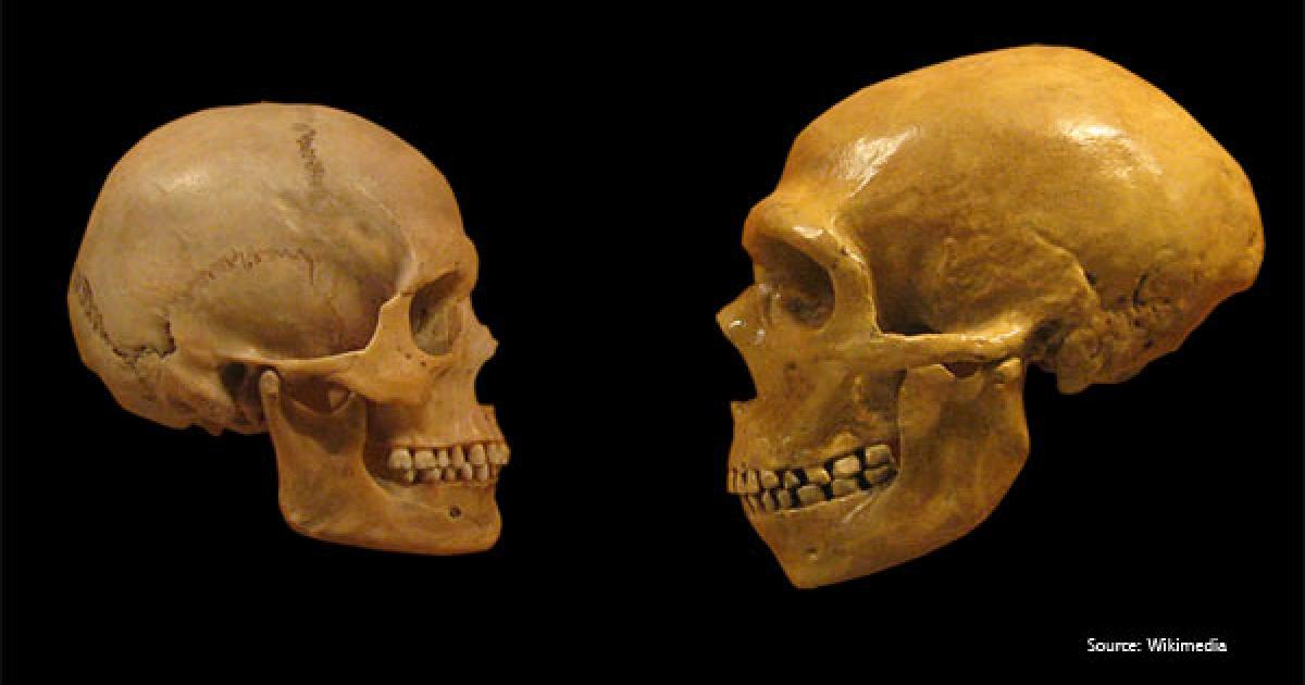 Neanderthals vs Homo Sapiens