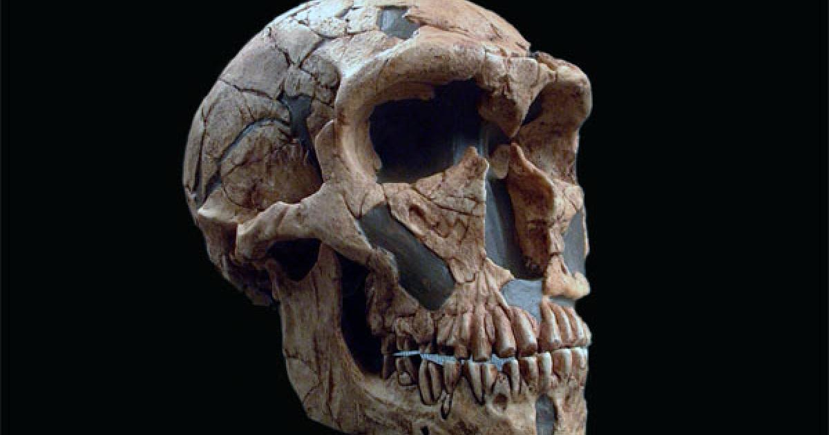 Neanderthals' Skull