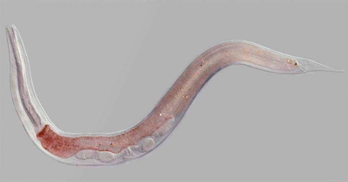 A species of nematode similar to the 46,000 year old worms that have been resuscitated. 	Source: Hussmann/Adobe Stock
