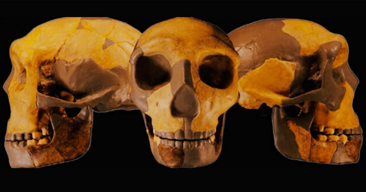 Skull from specimen HLD 6 at Hualongdong, now identified as a new archaic human species. Source: Wu et al./Journal of Human Evolution