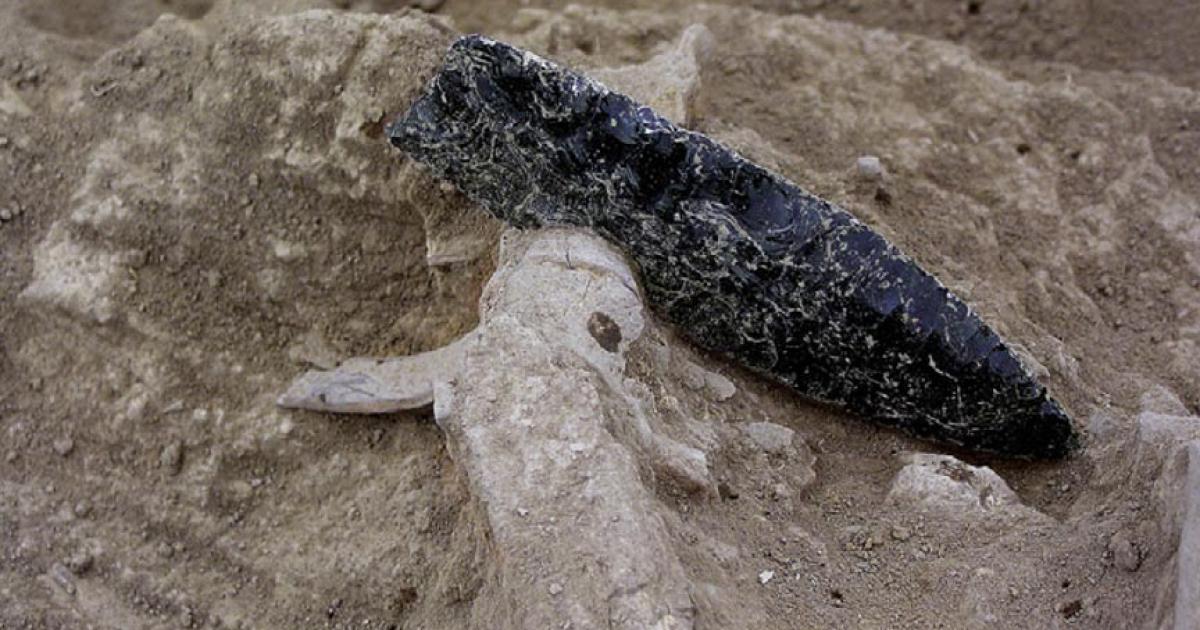 An obsidian point is embedded in prehistoric human remains from a burial in central California.