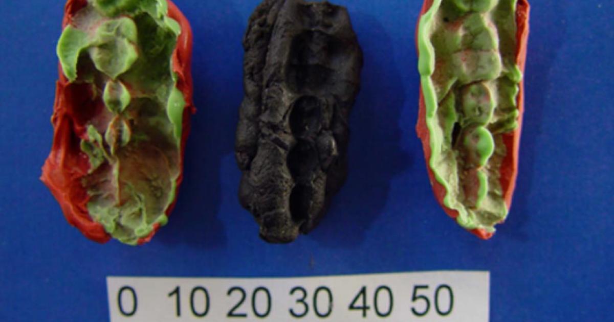 One of the chewing gums containing the oldest Scandinavian DNA from Huseby Klev with two plastelina casts for each side.