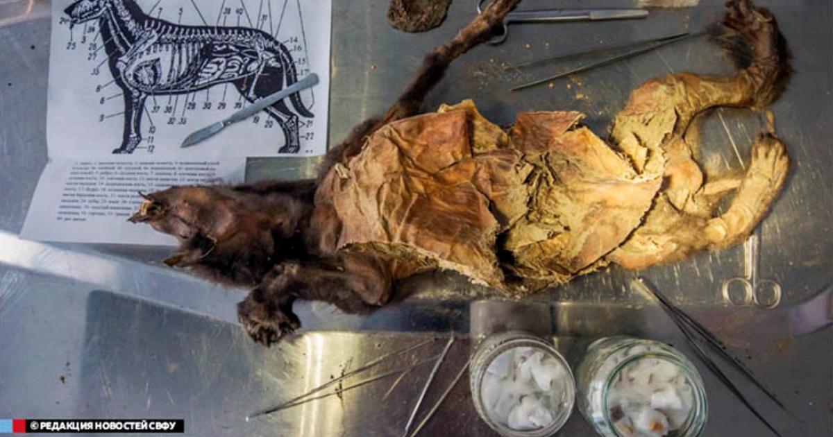 The 12,000-year-old remains of puppy were discovered perfectly intact sealed inside permafrost. 