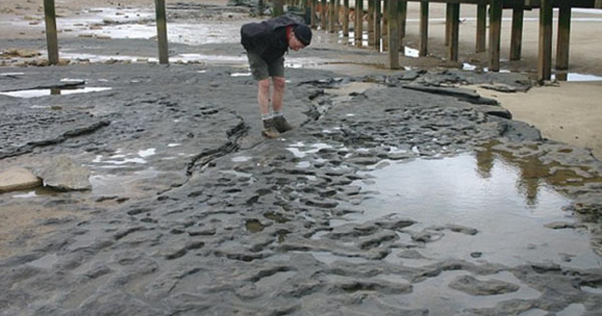 Oldest Footprints outside of Africa