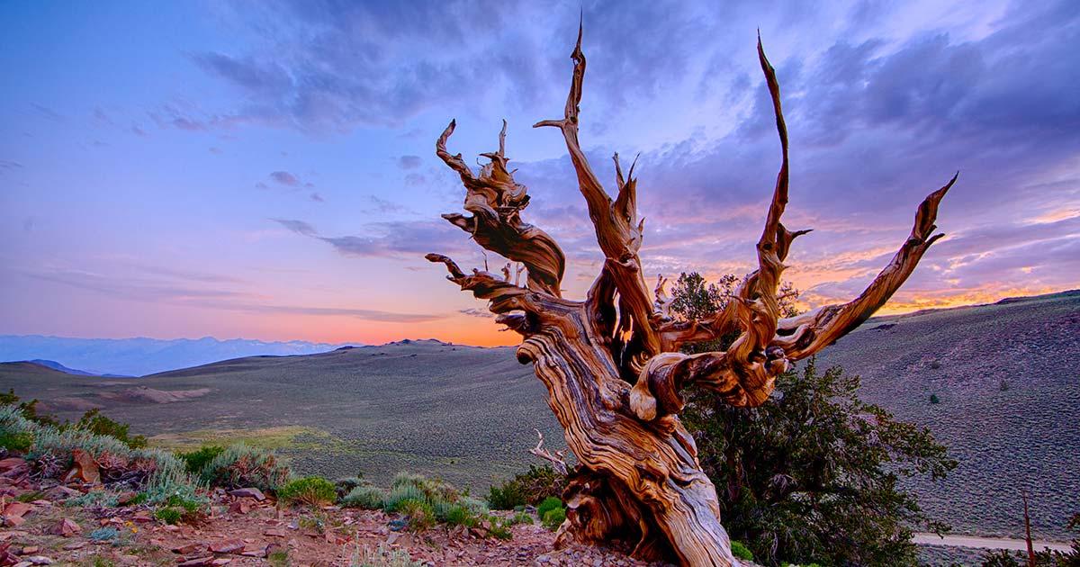 Methuselah is the oldest named individual tree on Earth and is located in the White Mountains of California. Source: Yen Chao / CC BY-ND 2.0