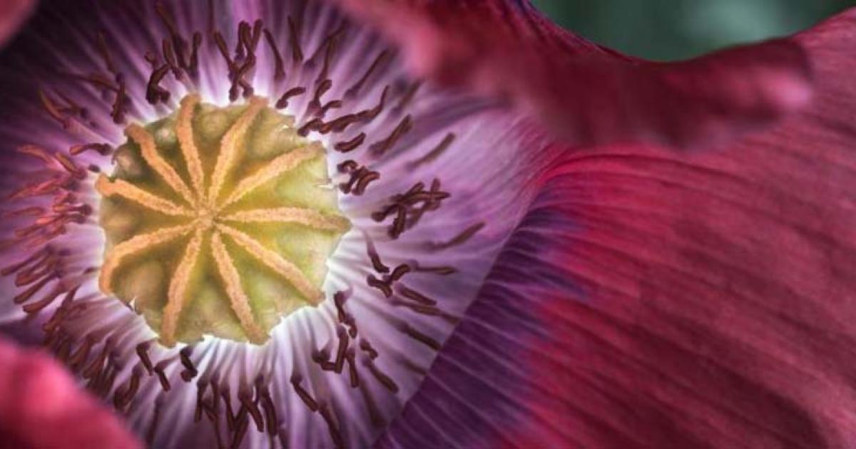 Did Ancient Swiss Farmers Genetically Modify Opium Poppies?