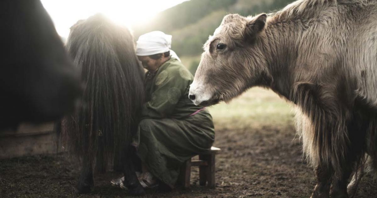 Waiting yak.’ A new study analyzing ancient Mongolian teeth may help explain the origins of lactose intolerance in humans. 