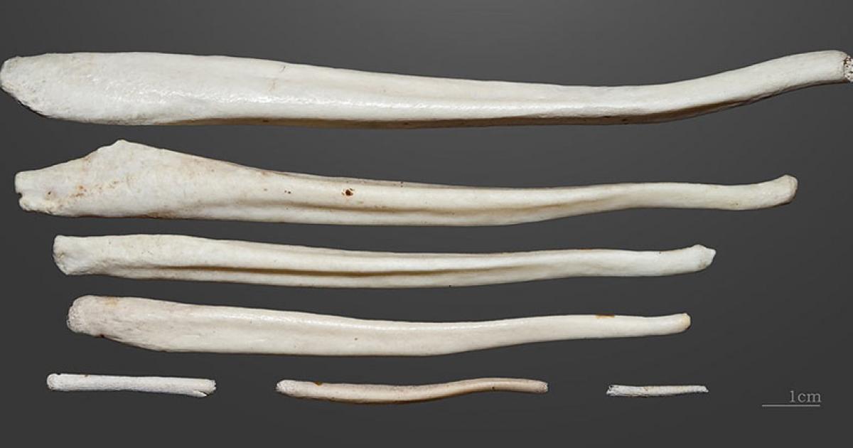 Brown bear penis bones. Source: Didier Descouens / CC BY-SA 4.0