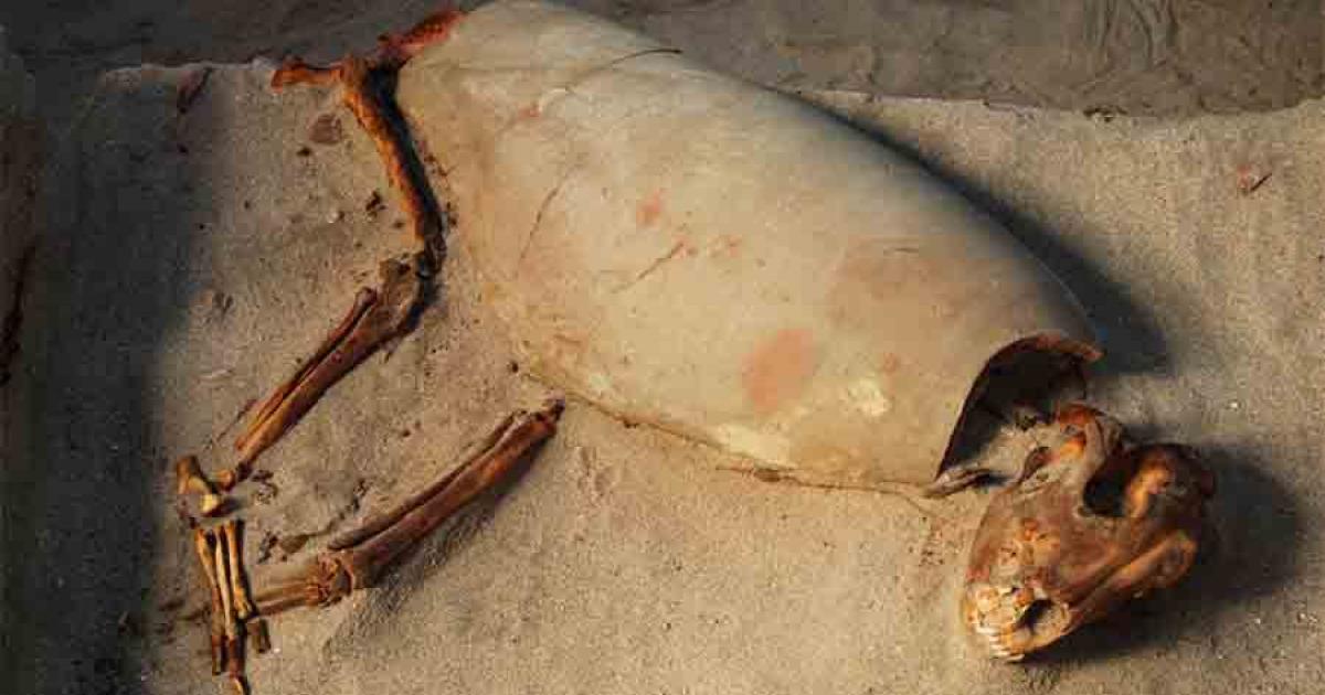 Ancient Red Sea Port May Have World’s Oldest Pet Cemetery